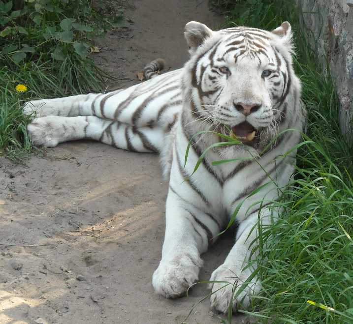     - Panthera tigris tigris var.alba  ( 2088) 