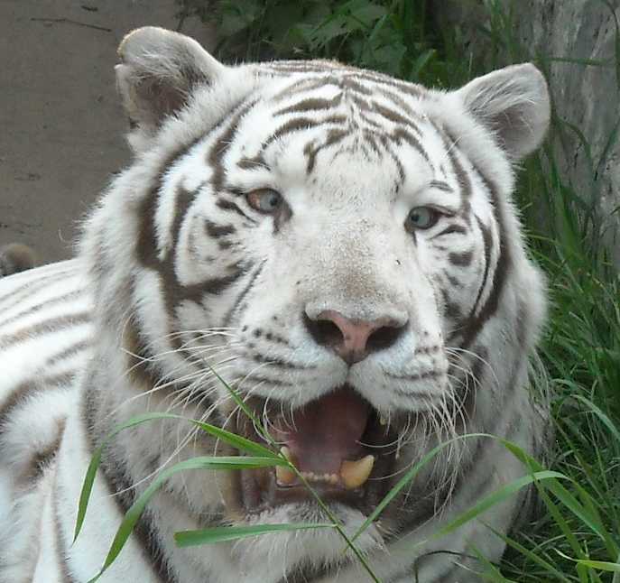     - Panthera tigris tigris var.alba  ( 2089) 