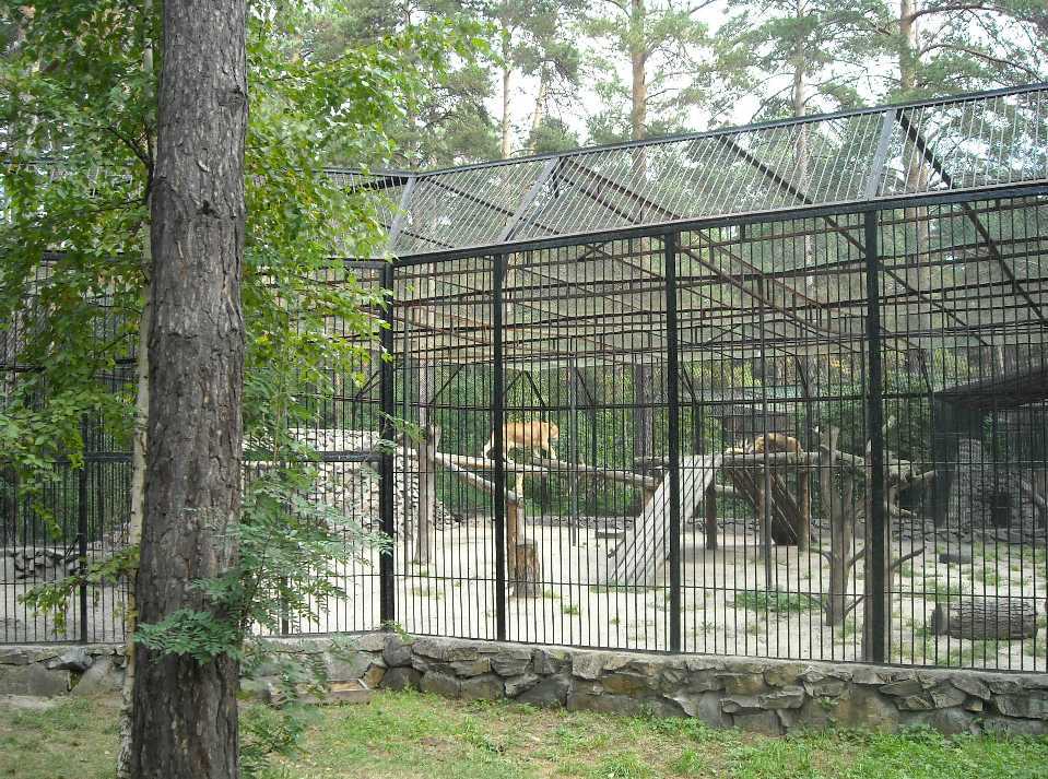 Новосибирский зоопарк (фото 2251) 