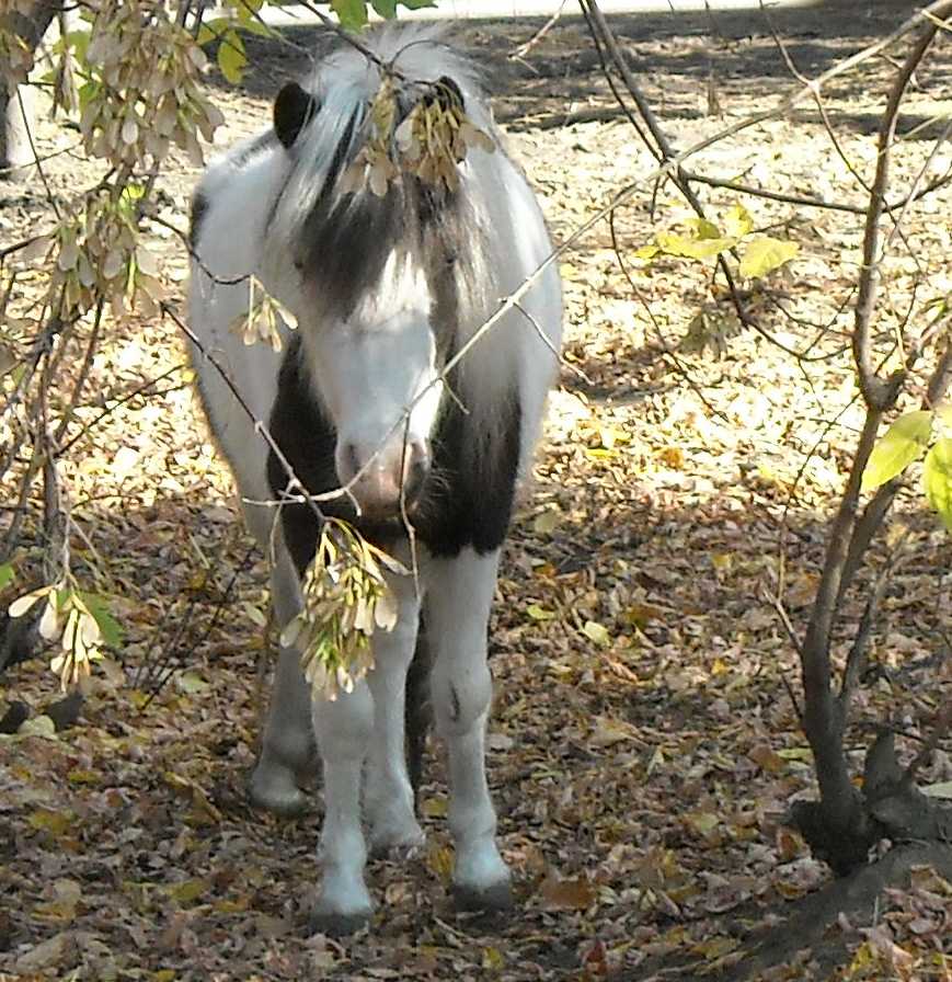   - Equus caballus  ( 2396) 
