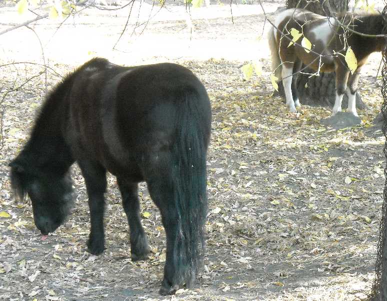   - Equus caballus  ( 2397) 