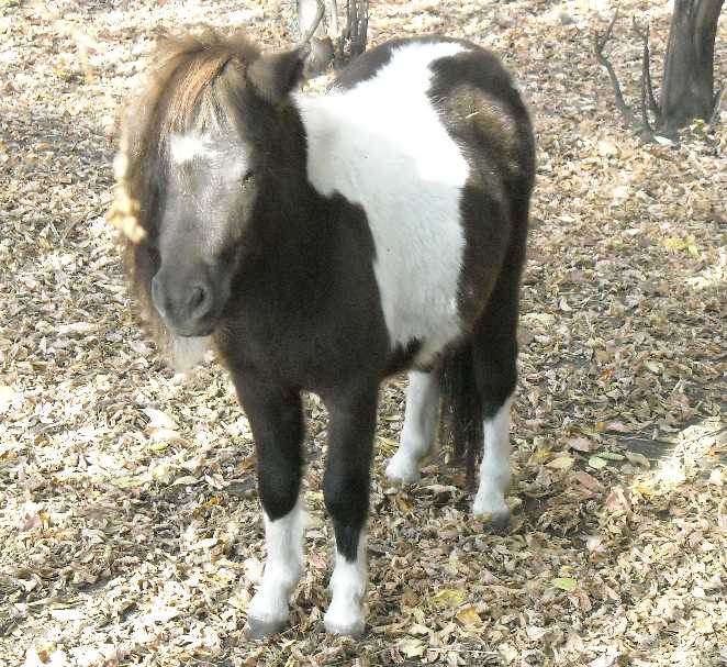   - Equus caballus  ( 2401) 