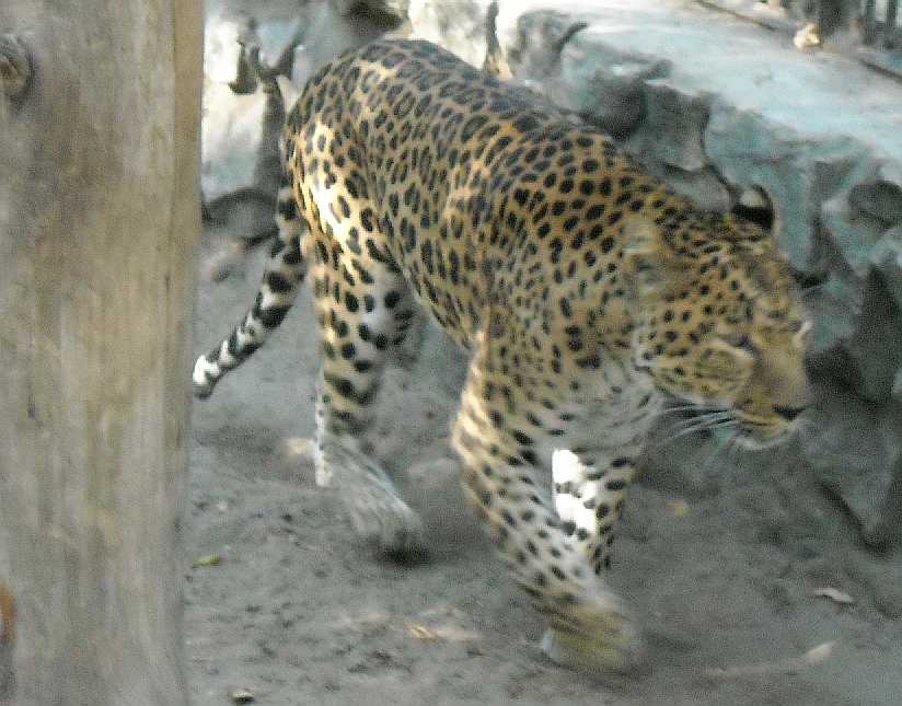   - Panthera pardus ciscaucasica  ( 2429) 