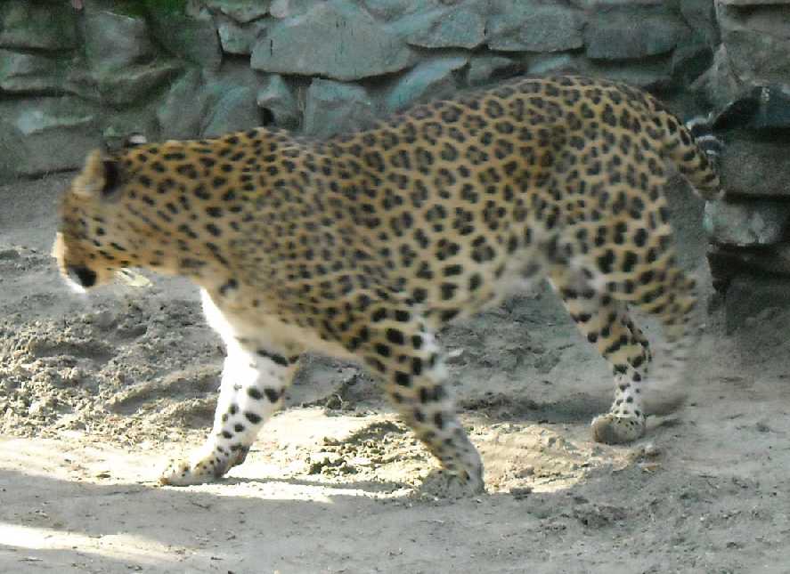   - Panthera pardus ciscaucasica  ( 2431) 