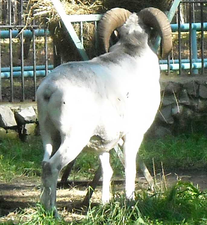    - Capra ibex sibirica  ( 2458) 