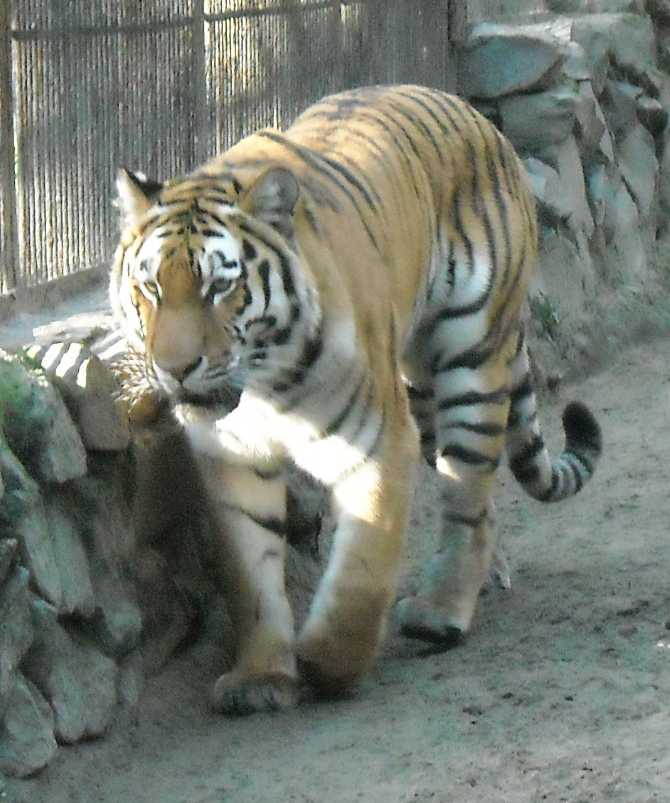   - Panthera tigris altaica  ( 2479) 