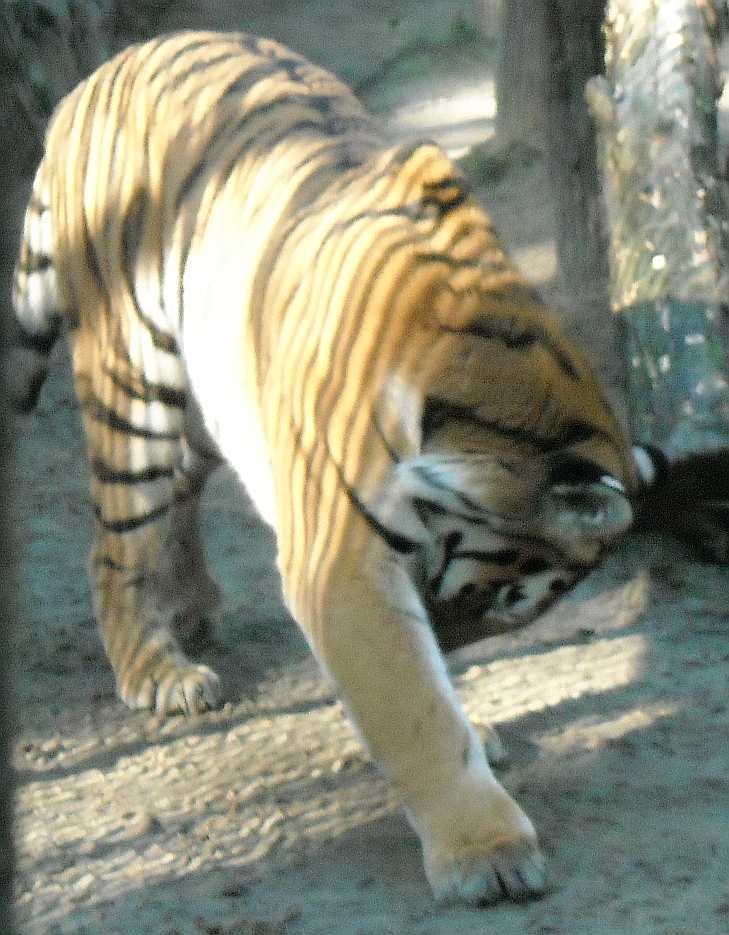   - Panthera tigris altaica  ( 2480) 