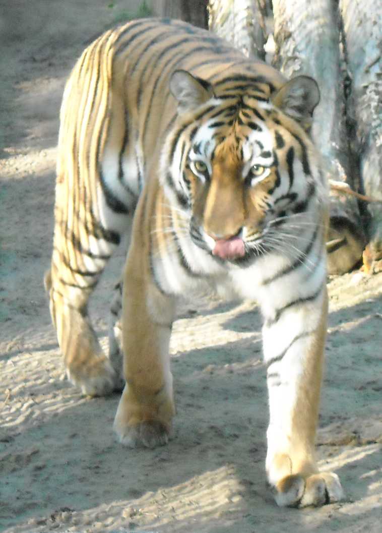   - Panthera tigris altaica  ( 2481) 