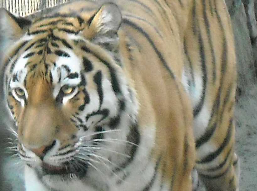   - Panthera tigris altaica  ( 2483) 