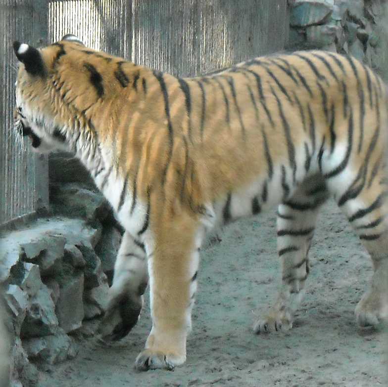   - Panthera tigris altaica  ( 2484) 