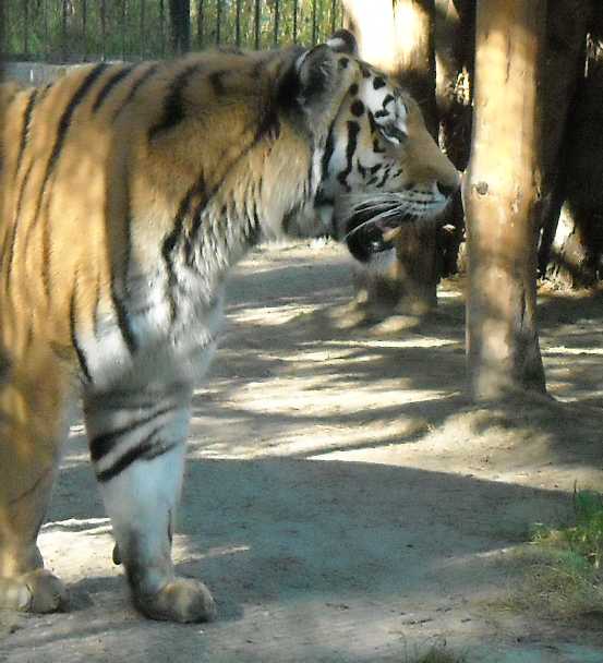   - Panthera tigris altaica  ( 2485) 