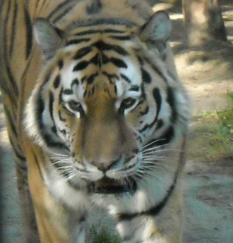   - Panthera tigris altaica  ( 2486) 