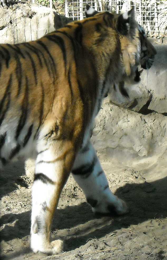   - Panthera tigris altaica  ( 2487) 