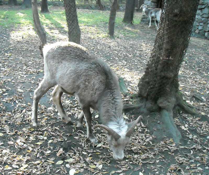    - Capra ibex sibirica  ( 2516) 