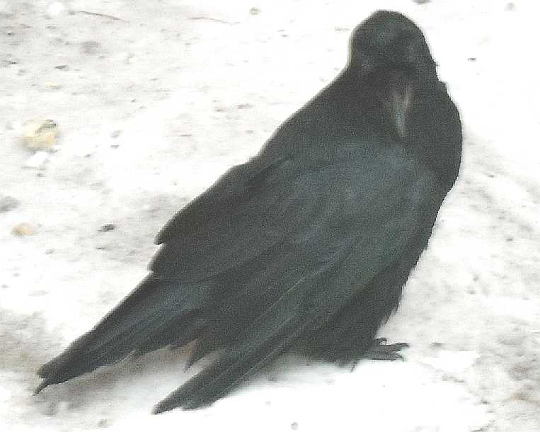  - Corvus corax  ( 2650) 