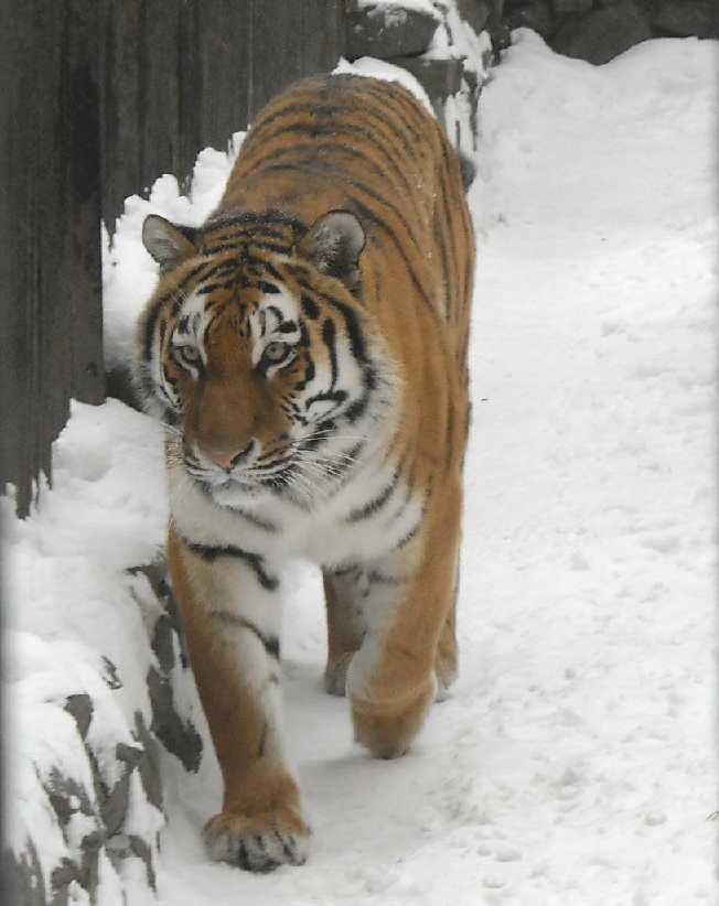   - Panthera tigris altaica  ( 2673) 