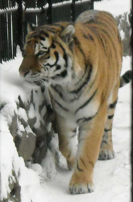   - Panthera tigris altaica  ( 2674) 