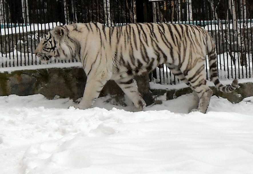     - Panthera tigris tigris var.alba  ( 2703) 