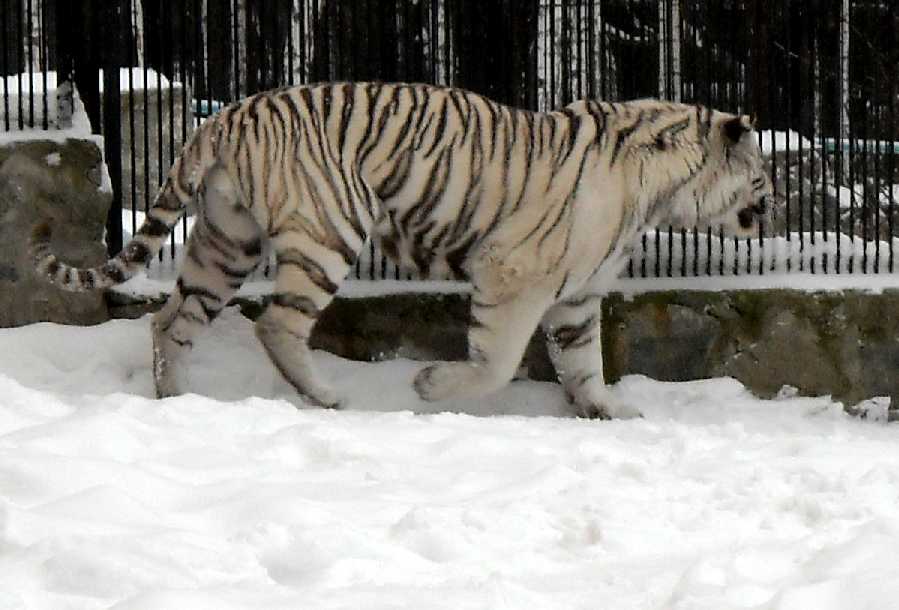     - Panthera tigris tigris var.alba  ( 2704) 