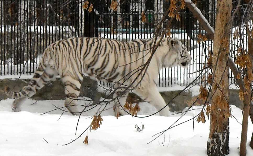     - Panthera tigris tigris var.alba  ( 2705) 