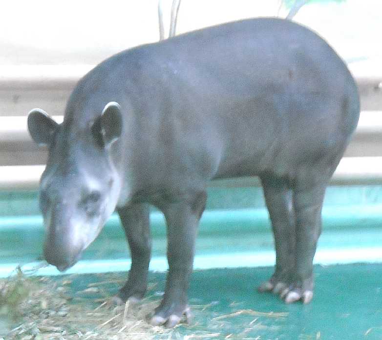   - Tapirus terrestris  ( 2715) 