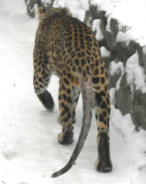   - Panthera pardus ciscaucasica  ( 2722) 