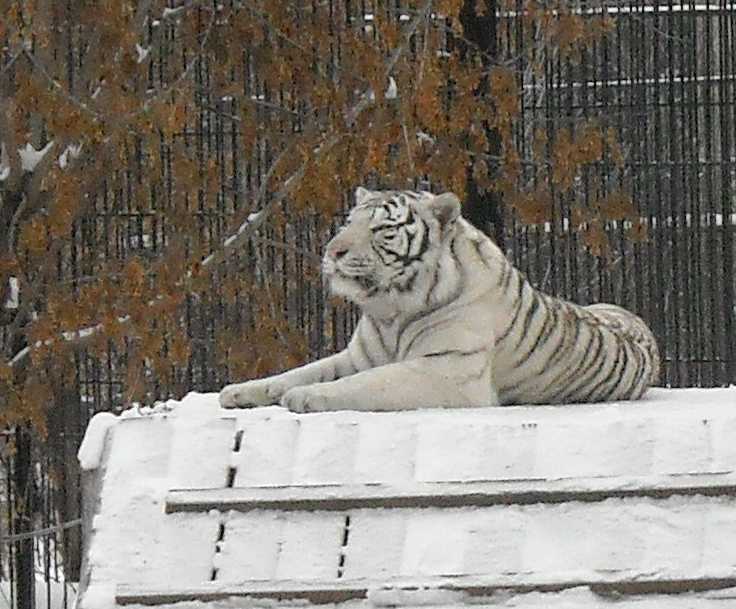     - Panthera tigris tigris var.alba  ( 2736) 
