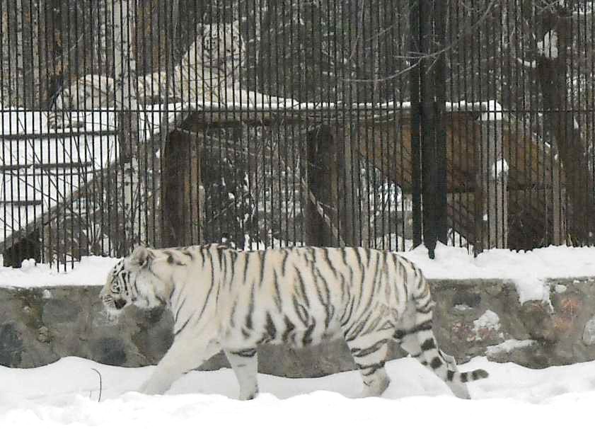     - Panthera tigris tigris var.alba  ( 2745) 