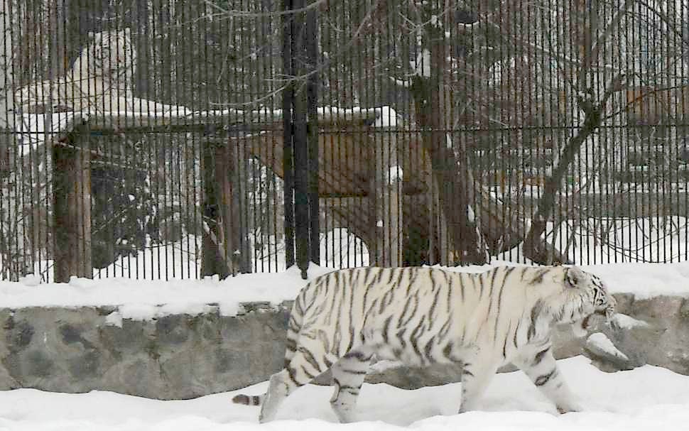     - Panthera tigris tigris var.alba  ( 2746) 