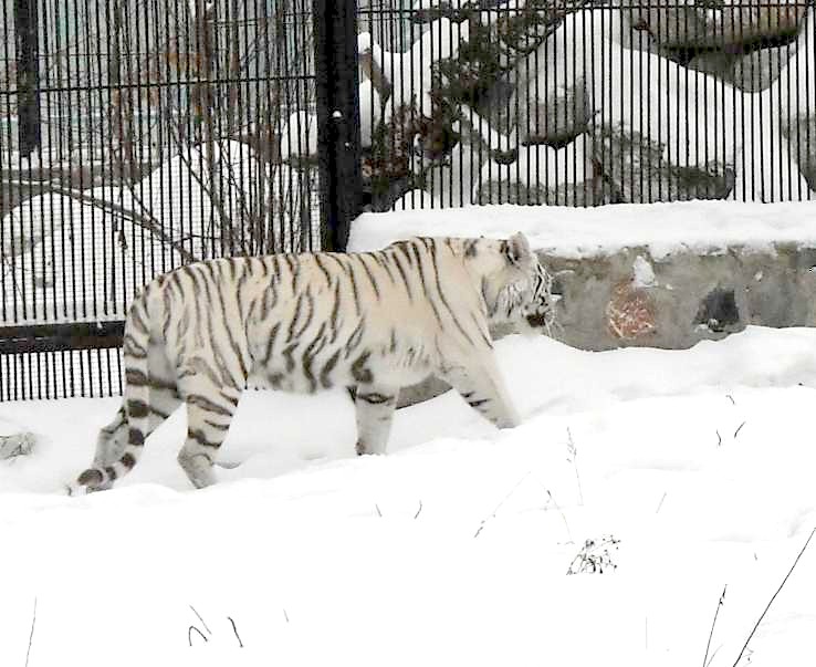     - Panthera tigris tigris var.alba  ( 2747) 
