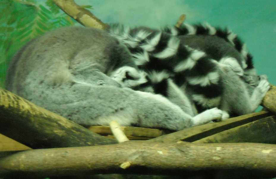   - Lemur catta  ( 2754) 