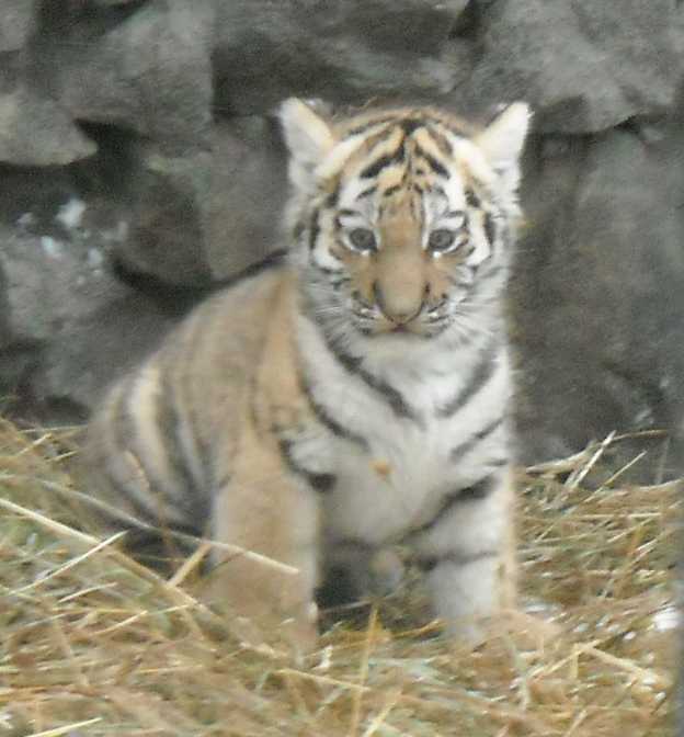   - Panthera tigris altaica  ( 2865) 