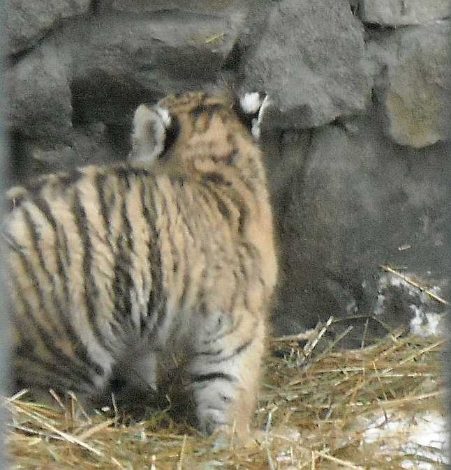  - Panthera tigris altaica  ( 2866) 
