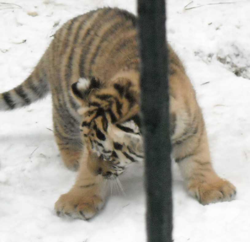   - Panthera tigris altaica  ( 2868) 