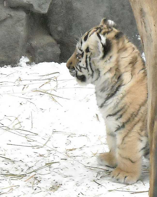   - Panthera tigris altaica  ( 2869) 