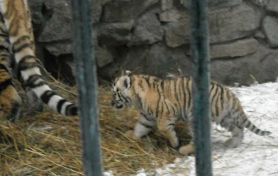   - Panthera tigris altaica  ( 2870) 