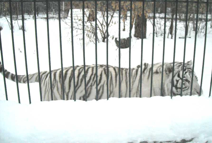     - Panthera tigris tigris var.alba  ( 2927) 