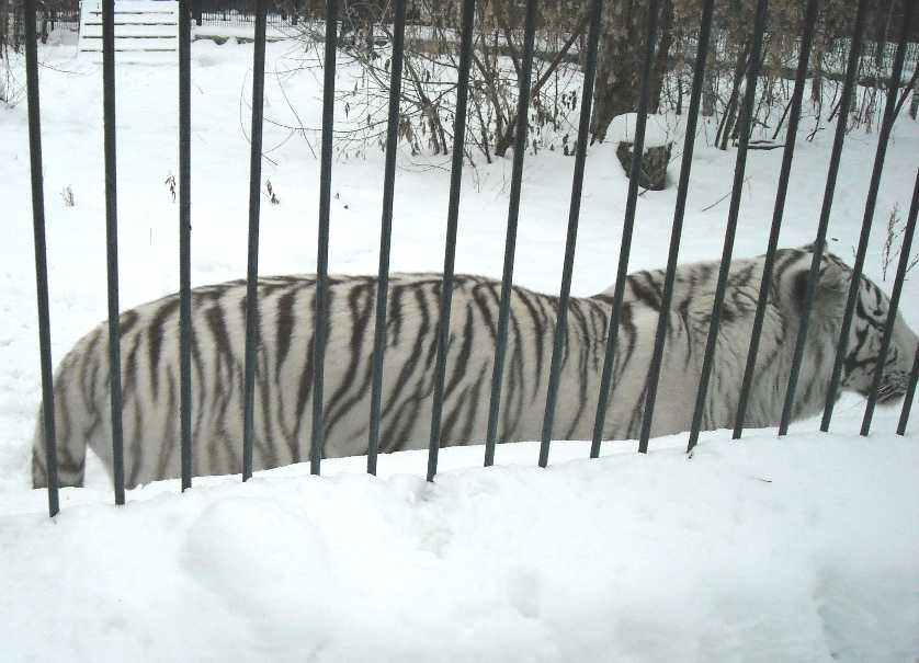    - Panthera tigris tigris var.alba  ( 2928) 