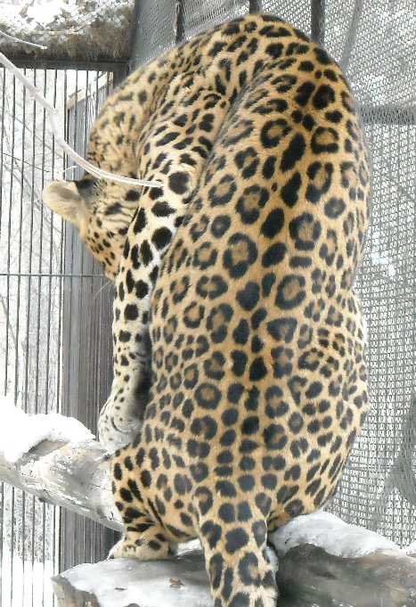  - Panthera pardus ciscaucasica  ( 3066) 