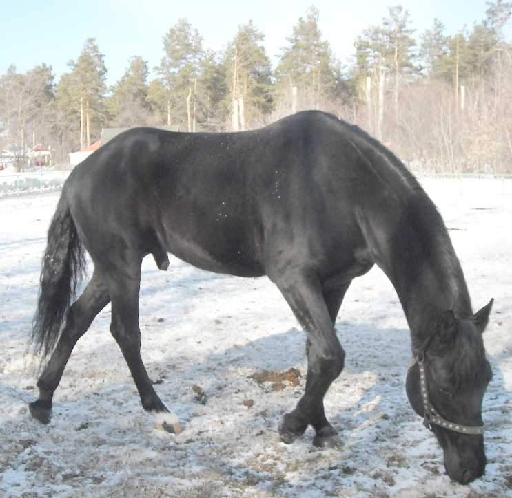   - Equus caballus  ( 3088) 