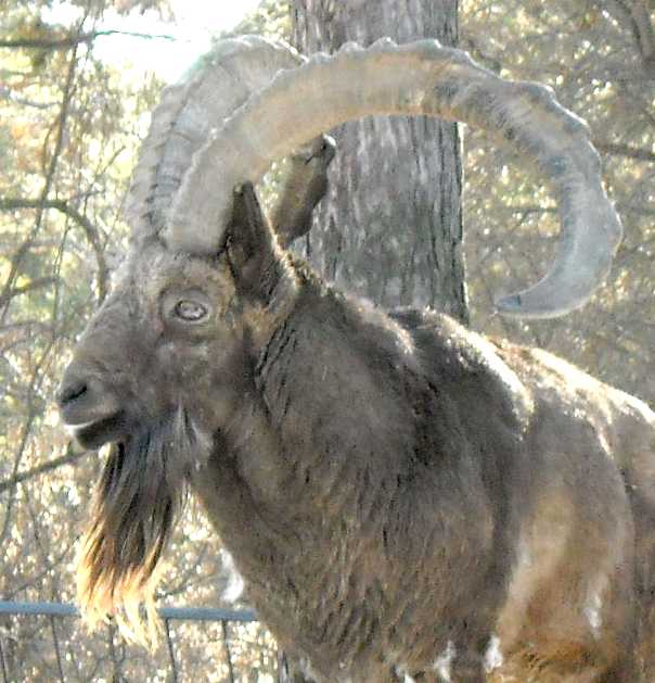    - Capra ibex sibirica  ( 3102) 