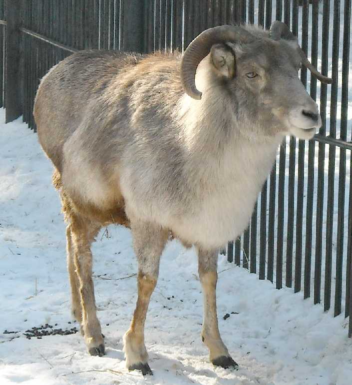    - Capra ibex sibirica  ( 3104) 