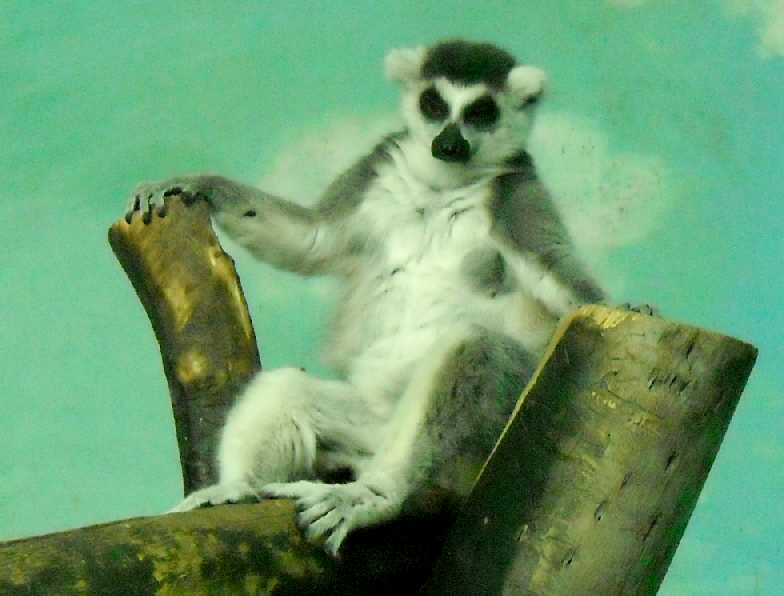   - Lemur catta  ( 3170) 