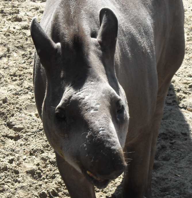   - Tapirus terrestris  ( 3376) 