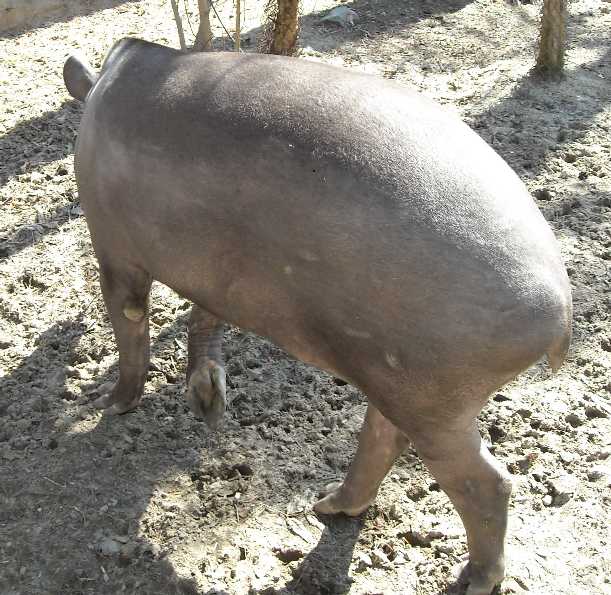   - Tapirus terrestris  ( 3385) 