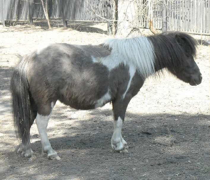   - Equus caballus  ( 3419) 