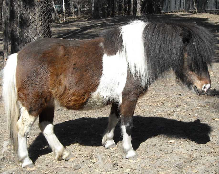   - Equus caballus  ( 3431) 