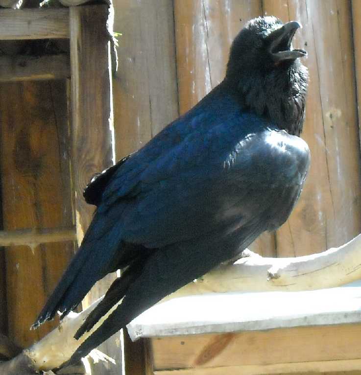  - Corvus corax  ( 3531) 