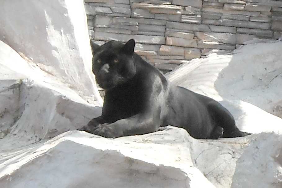   - Panthera onca  ( 3577) 