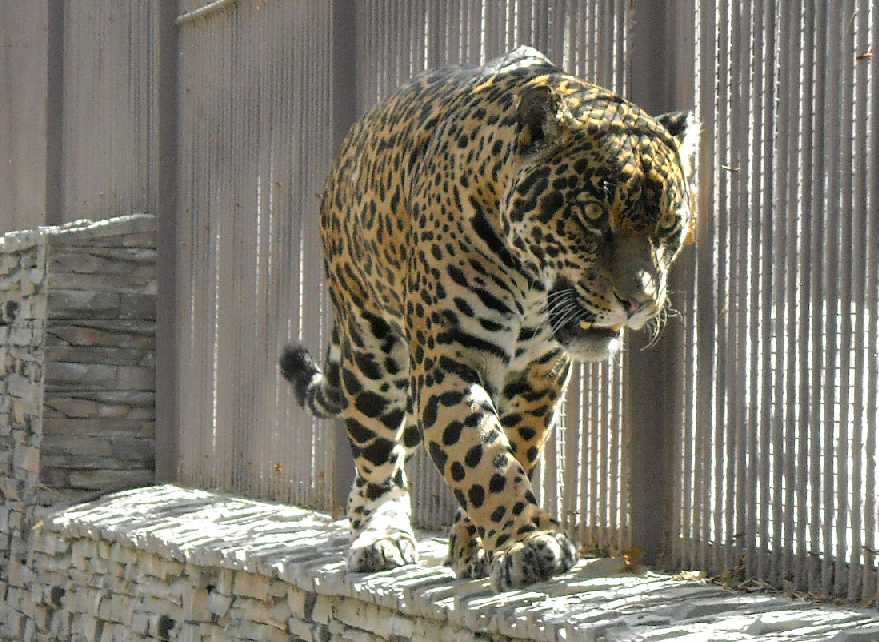 - Panthera onca  ( 3584) 